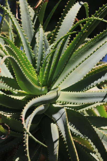 istock Large aloe Vera plant closeup 952772282