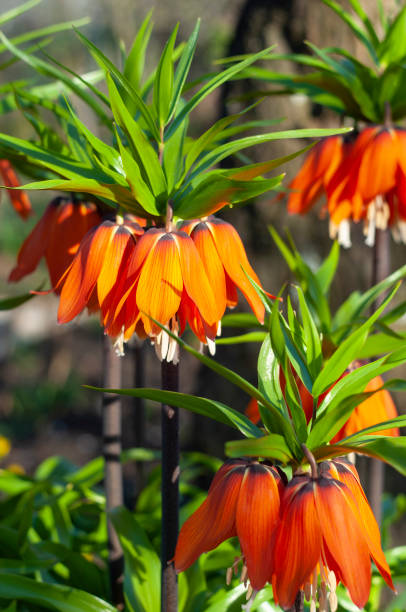 istock Crown imperial plant in bloom 952773060