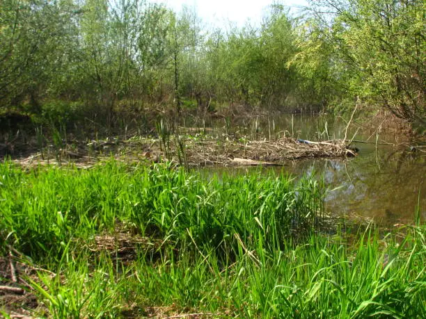 The bank of the small river with trees and canes, spring