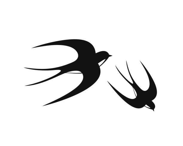 ilustrações, clipart, desenhos animados e ícones de conjunto de engolir. swallow isolado sobre background branco. pássaro - andorinha