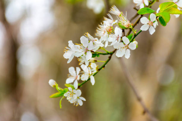 istock Branch of an almond tree in full bloom 952774474
