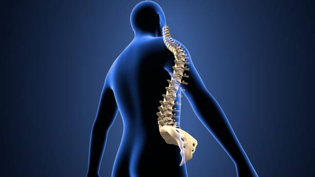 istock 3d illustration of skeletion Vertebral column 952777320