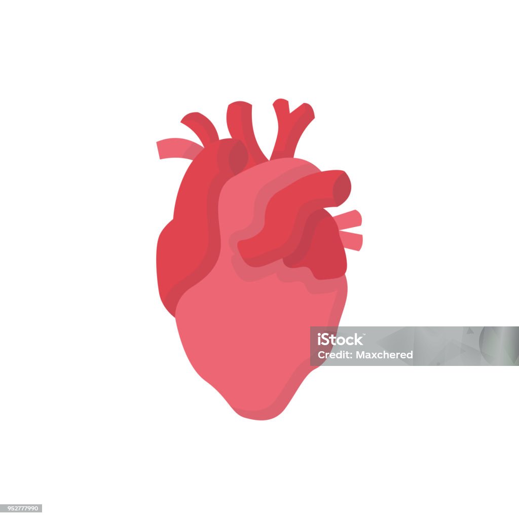 Heart Human organs medicine flat vector icon This is medicine flat icon vector Anatomy stock vector