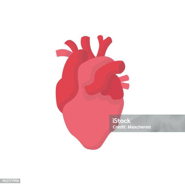 Heart Human Organs Medicine Flat Vector Icon Stock Illustration - Download Image Now - Anatomy, Human Heart, Logo