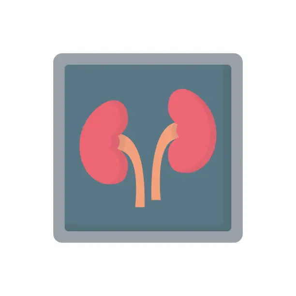 Vector illustration of Kidneys X-ray human organ medicine flat vector icon