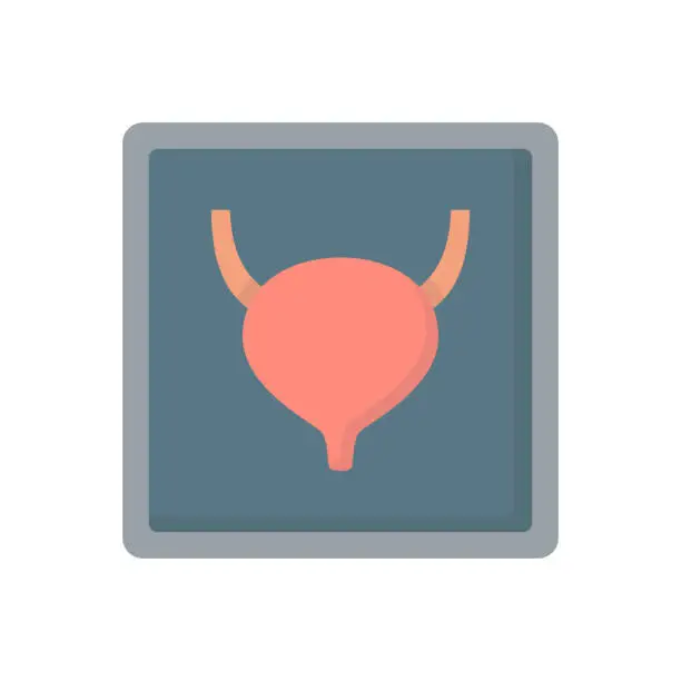 Vector illustration of Bladder X-ray human organ medicine flat vector icon