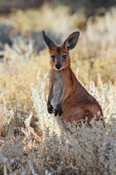 подсветка фото диких молодых кенгуру или джои в луга - wallaby kangaroo australia northern territory стоковые фото и изображения
