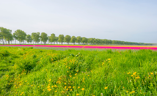 Field with colorful tulips below a blue cloudy sky in spring