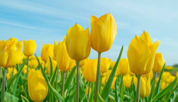istock Field with colorful tulips below a blue cloudy sky in spring 952779454