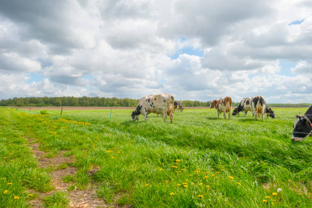 istock Herd of cows in a green meadow in sunlight in spring 952779480
