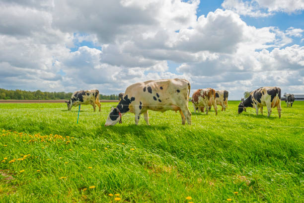 istock Herd of cows in a green meadow in sunlight in spring 952779502