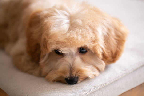 istock puppy toy poodle on sofa during day time sad 952779760