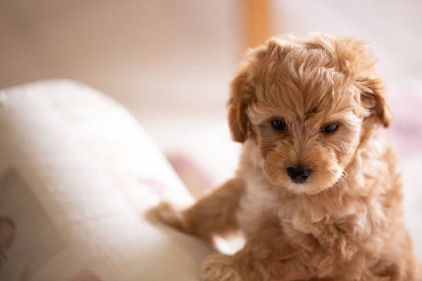 istock puppy toy poodle on sofa during day time 952779792