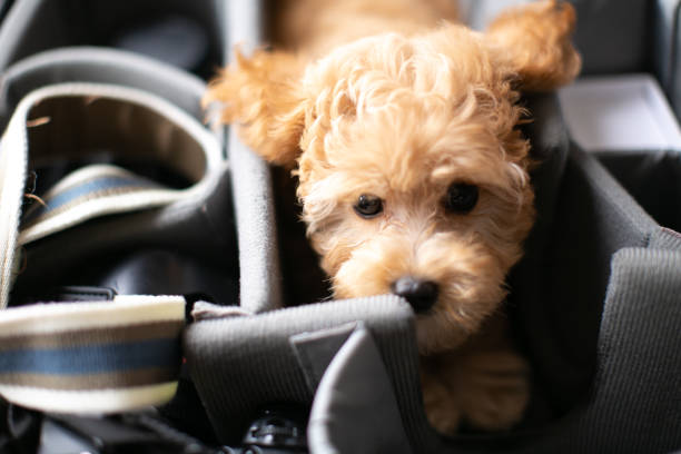 istock puppy toy poodle on camera bag 952779846