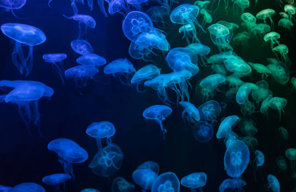 istock Moon jellyfish (Aurelia aurita) in an aquarium under blue and green artificial lighting 952782172