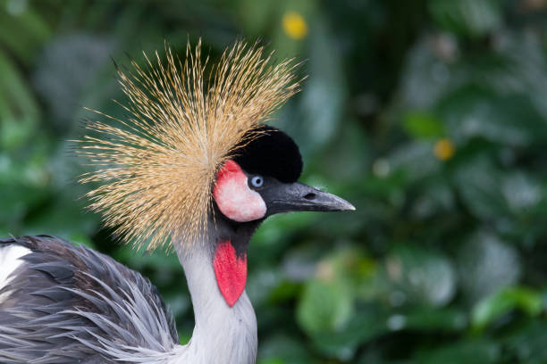 istock Closeup portrait of Crowned Crane (Balearica regulorum) 952782686