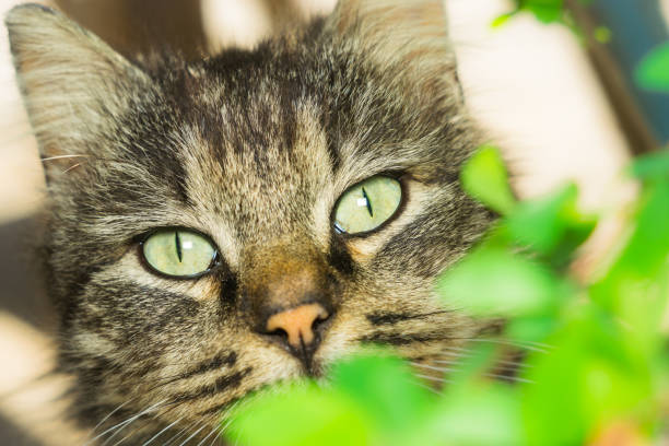 istock portrait of a cat 952782704