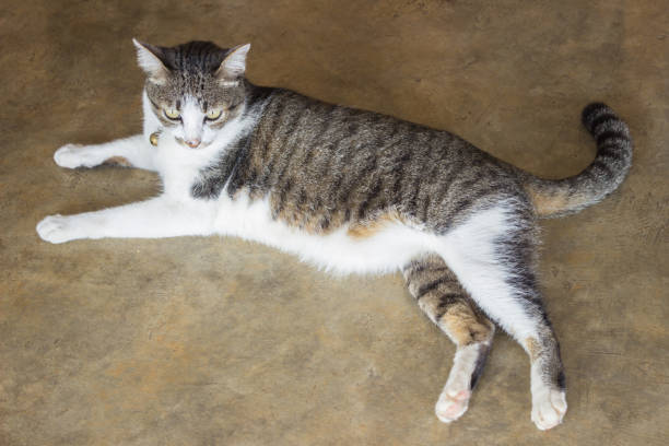 istock Cute cat relaxing on the floor 952782790