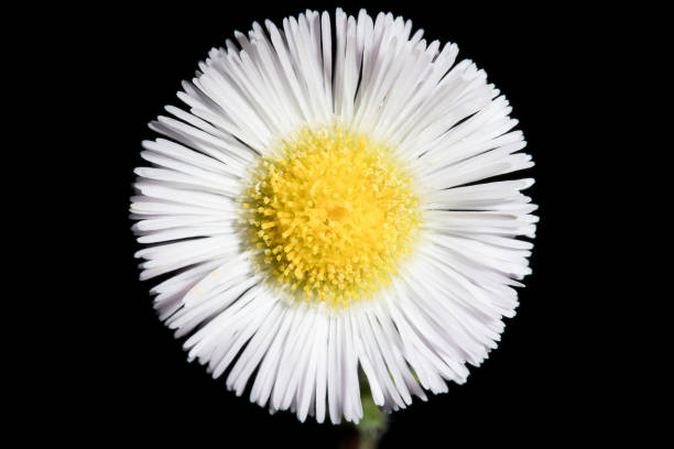Flower, Daisy, Petal, Wildflower, USA