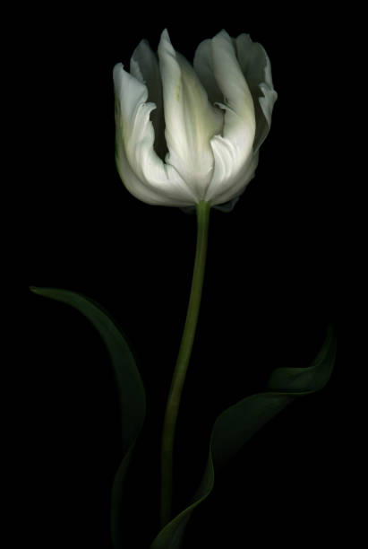 istock Green and white Parrot Tulip isolated on black background. 952783594