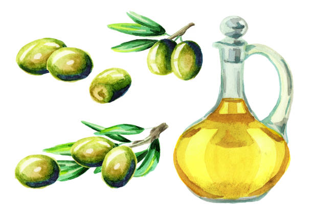 zestaw oliwy z oliwek. akwarela - olive green illustration and painting backgrounds watercolor painting stock illustrations