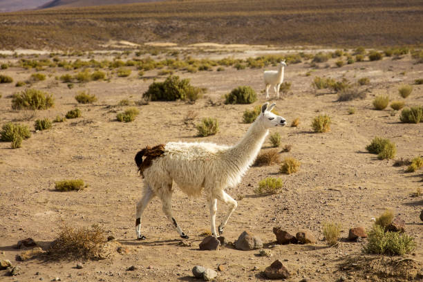 istock Lamas in Dali Desert in Bolivia 952783942