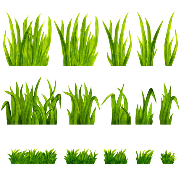 ilustrações de stock, clip art, desenhos animados e ícones de watercolor green grass - tussock