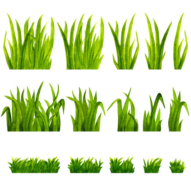 Watercolor green grass Watercolor green grass isolated on white background set. Hand painting on paper tussock stock illustrations