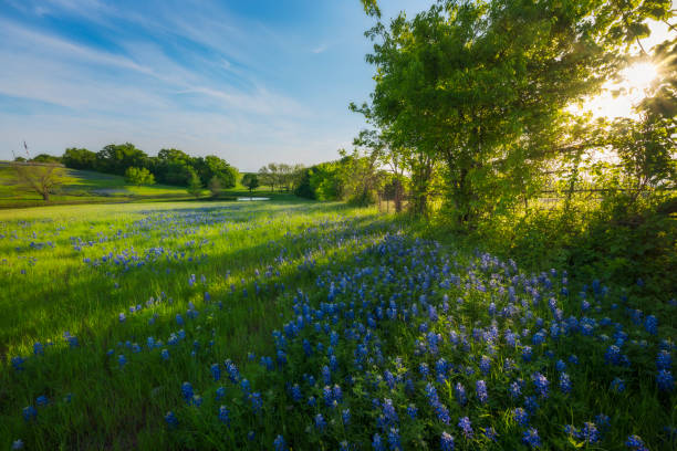 istock Rural Texas Spring Flowers Reflecting on a Pond 952788258
