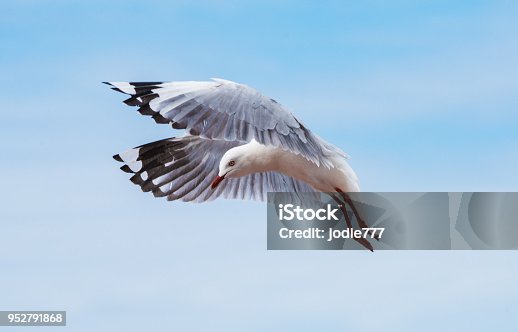 istock Seagull flying in the blue sky 952791868