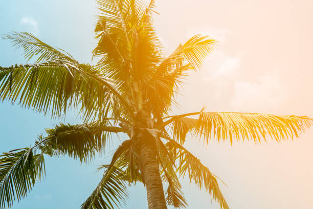 istock Palm against background of sunny sky with clouds 952792320
