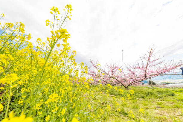 istock Rape flowers and peach blossoms 952792378