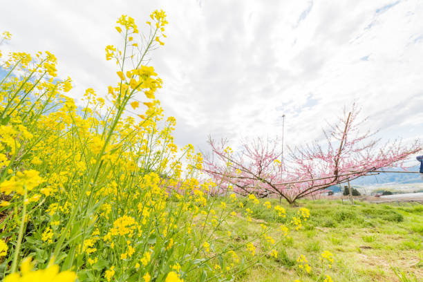 istock Rape flowers and peach blossoms 952792440