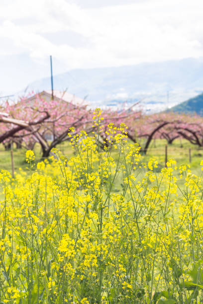 istock Rape flowers and peach blossoms 952792622