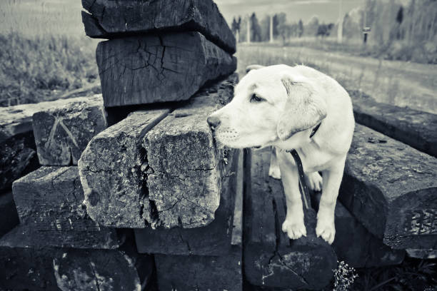 a dog of labrador breed sniffs old wood