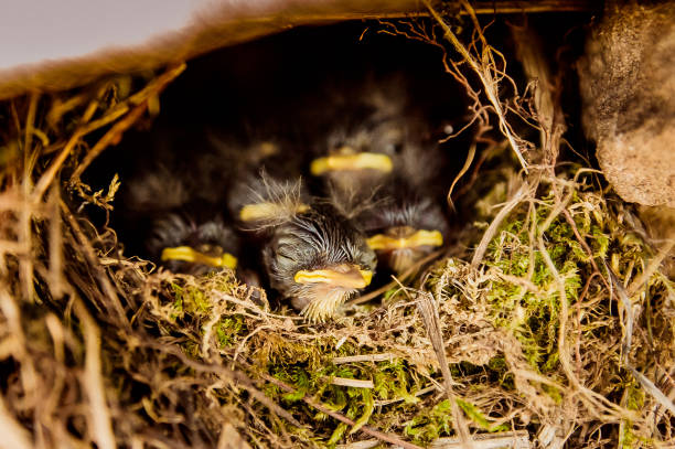 five baby birds sitting in the nest - cheeper imagens e fotografias de stock