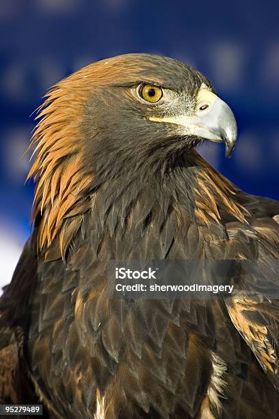 Closeup Picture Of The Eye Of A Golden Eagle Stock Photo - Download Image Now - Animal, Animal Head, Animal Wildlife