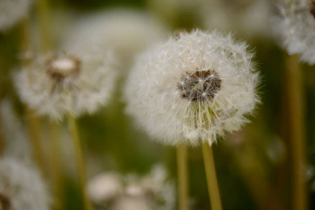istock dandelions in the field 952796502