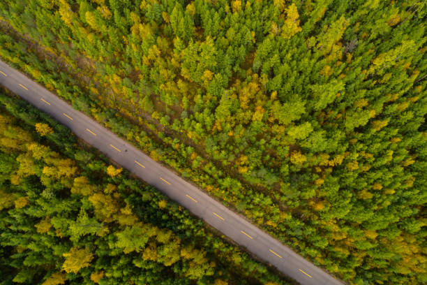 istock Driving road in autumnal forest 952797572