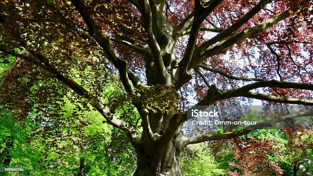 High Tree Bush Big High Tree With Heavy Branches Stock Photo - Download Image Now ...