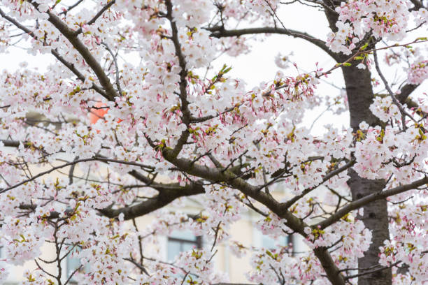 istock Blooming cherry blossoms and blue sky at Gothenburg,Sweden 952800800