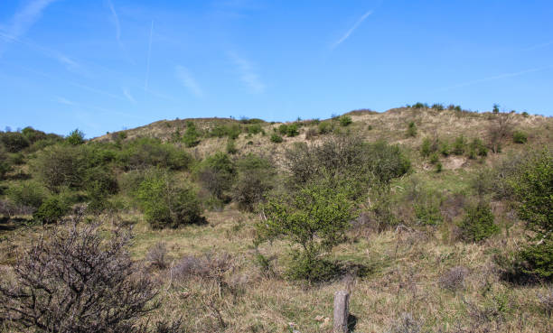 istock Dunes landscape, national park kennemerland zuid in the Netherlands, during spring 952801424