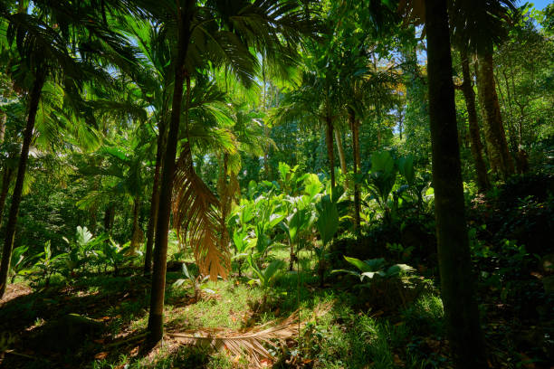 beautiful tropical forest of seychelles