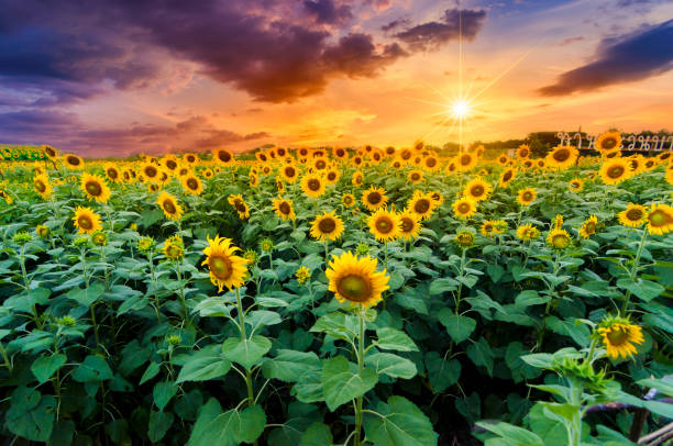 istock Sunflowers full bloom and light in the morning. 952804196