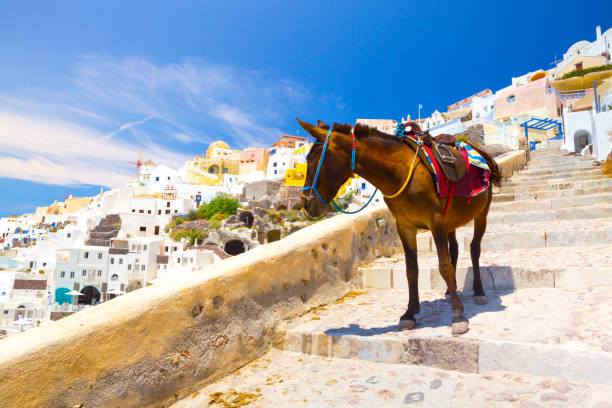 Donkey taxis in Santorini Donkey taxis in Santorini, Greece donkey ride in santorini stock pictures, royalty-free photos & images