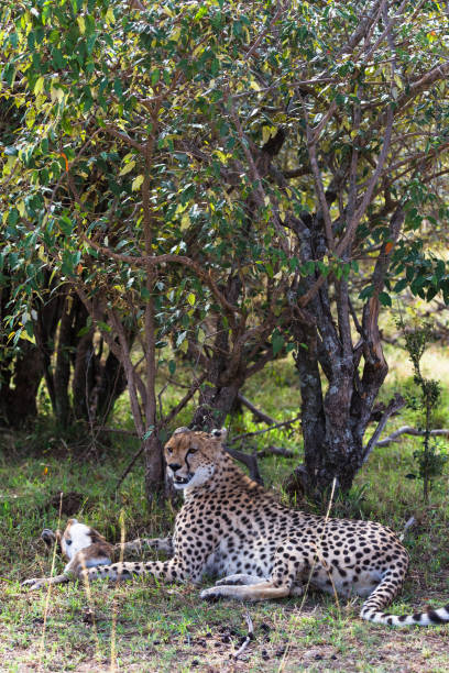 istock Impala is caught.. Cheetah rests after the race. Masai Mara, Kenya 952805482