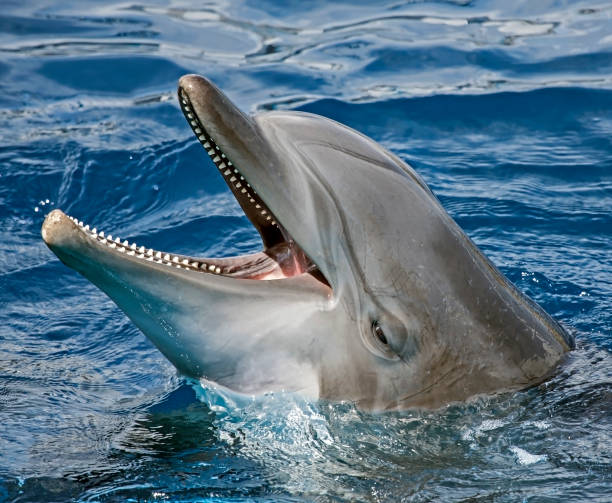 istock Close-up of dolphin 952805764