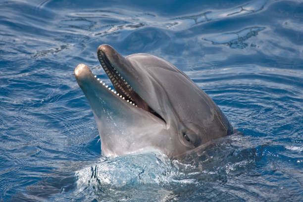 istock Close-up of dolphin 952805768
