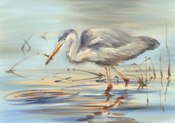 water bird in the lake watercolor water bird in the lake watercolor background wader bird stock illustrations