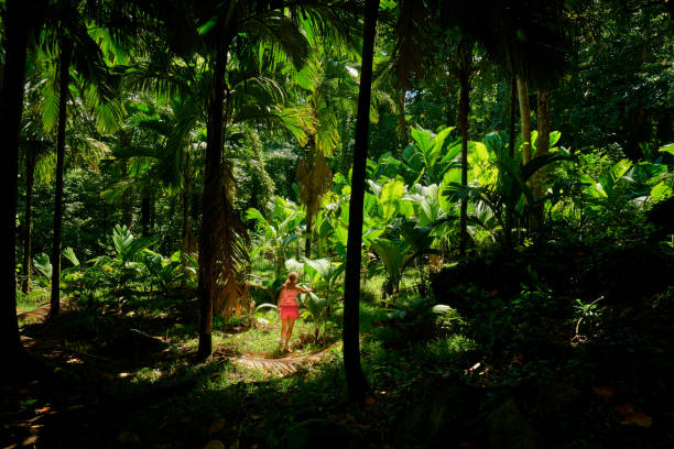 istock beautiful tropical forest of seychelles 952808980